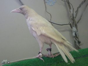 640px-Carrion_crow_Albino_20091101
