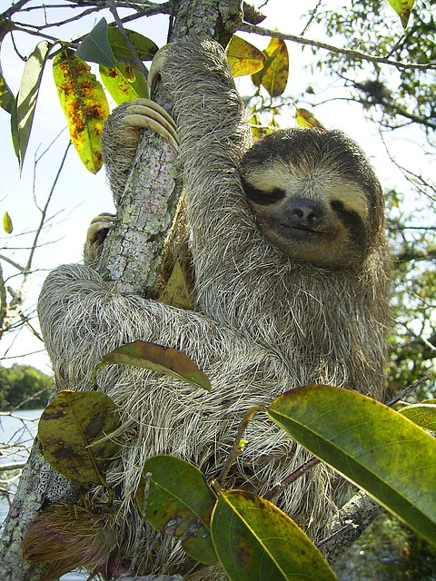 pygmy-sloth-62869_640